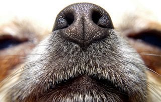 Image of nose of dog to represent how to Track a Conversion When There is No Thank You Page