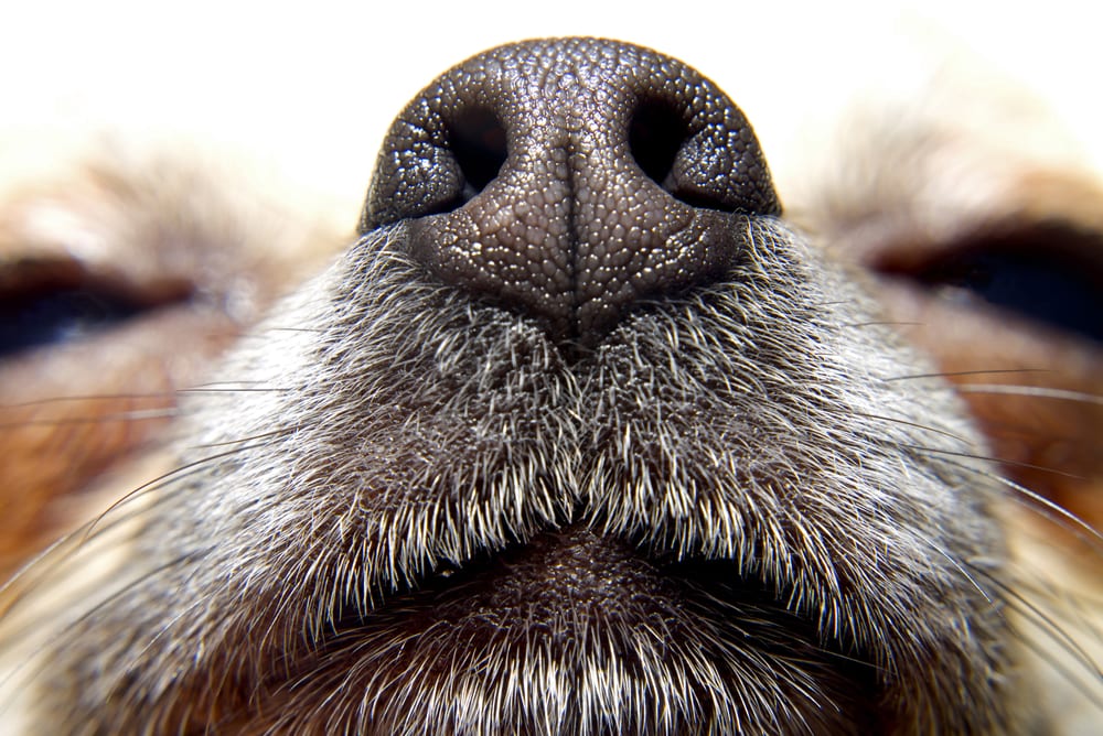 Image of nose of dog to represent how to Track a Conversion When There is No Thank You Page