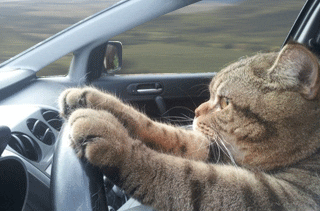 cat driving gif